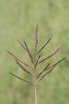 Caucasian bluestem